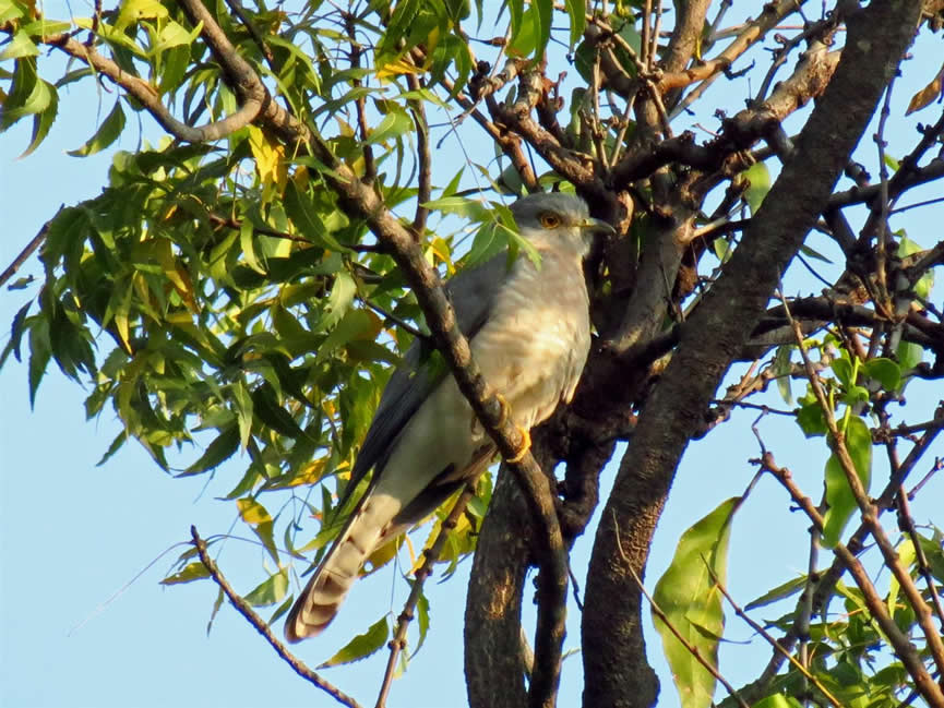 brainfever bird